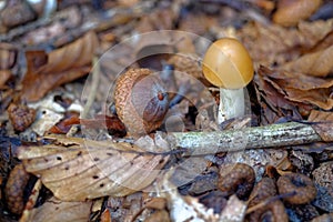 Forest floor with mushroom, acorns, dead leaves and decaying wood, nature details photo