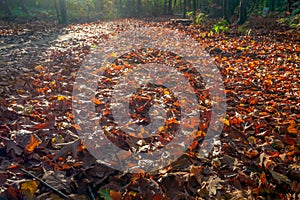 Forest floor with fallen oak leaves in the autumn season