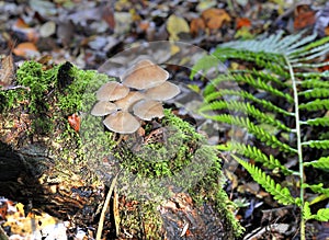 Forest Floor Fungi of West Central Scotland