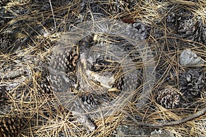 The Forest Floor: Gila National Forest