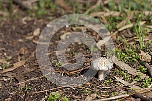 Forest floor with mushroom