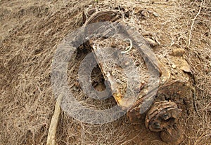 forest floor with straws and rusty car engine mimicked in landscape