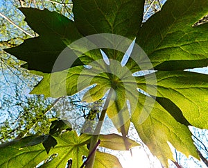 On the forest floor underneath the mayapple