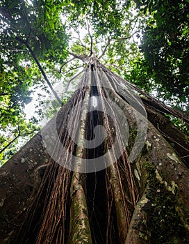 Majestic Strangler Fig Tree in a Lush Rainforest