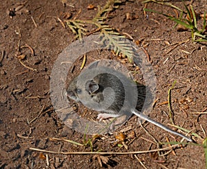 Forest Floor Wood Mouse (Apodemus sylvaticus)