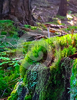 Forest flora. Close up of moss in forest