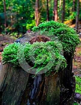 Forest flora. Close up of moss in forest