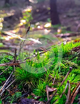 Forest flora. Close up of moss in forest
