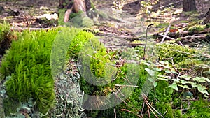Forest flora. Close up of moss in forest