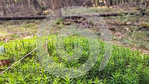 Forest flora. Close up of moss in forest