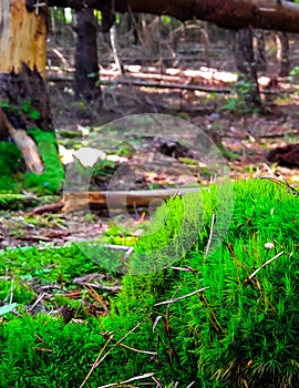 Forest flora. Close up of moss in forest