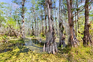 Forest in Florida