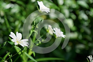 Forest flower