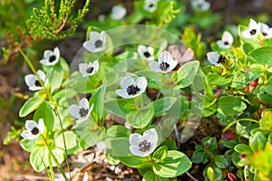 Forest flower on Anzersky island