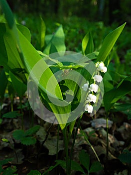 Forest flower - lily of the valley during springtime