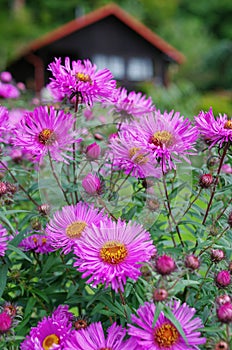 Forest flowering garden