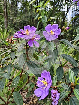 forest flowers are already blooming photo