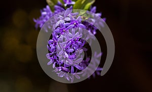 Forest flowers on a beautiful blurred smooth background.