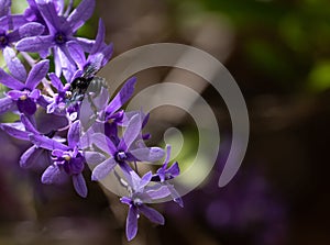 Forest flowers on a beautiful blurred smooth background.