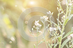 Forest flowers grass meadow with wild grasses,Macro image with small depth of field,Blur background