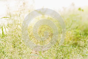 Forest flowers grass meadow with wild grasses,Macro image with small depth of field,Blur background