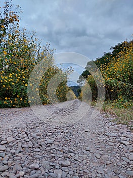 Forest flowers in nature senery