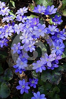 Forest flowers primroses. Spring in Arela. The copse is noble.