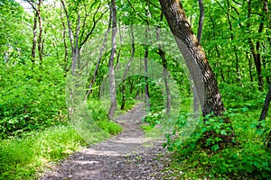 In the forest flows the small and picturesque river Orel.