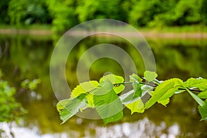 In the forest flows the small and picturesque river Orel.