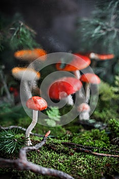 Forest fly agarics on green moss with fern and pine branches. Decorative composition made of amanita
