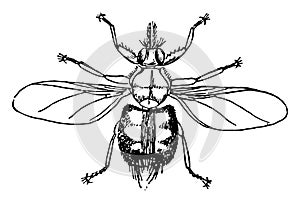 Forest Fly vintage illustration