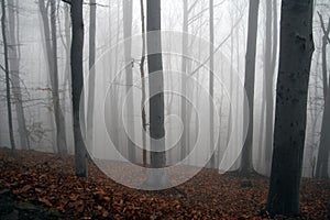 Forest in a fog