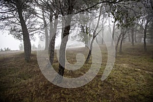 Forest with fog