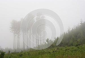 Forest in a fog