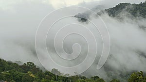 Forest in the fog