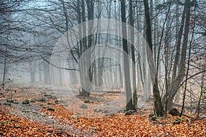 Les v mlze v barvách podzimu se spadaným listím na zemi , slovensko , Jánošíkove diery