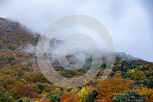 Forest with fog in an Autumn landscape with colorful trees
