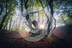 Forest in fog in autumn at sunrise. Magical trees with sunrays