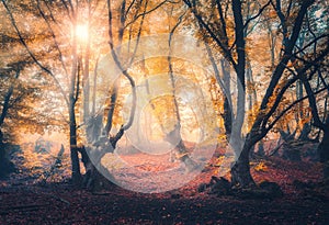 Forest in fog in autumn at sunrise. Magical trees with sunrays