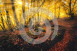 Forest in fog in autumn at sunrise. Magical trees with sunrays