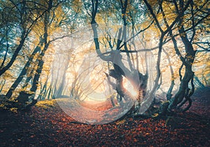 Forest in fog in autumn at sunset. Magical trees with sunrays