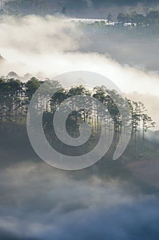 the forest with fog background