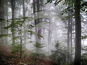 Forest in fog. Fall woods. Enchanted autumn forest in fog in the morning. Old Tree. Landscape with trees HDR