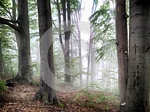 Forest in fog. Fall woods. Enchanted autumn forest in fog in the morning. Old Tree. Landscape with trees HDR