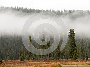 Forest fog in Idahoâ€™s wilderness