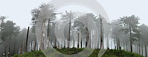 Forest in the fog panorama 2