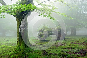 Forest with fog in spring and dead trunk