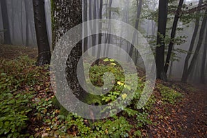 Forest with fog after a summer rain