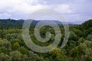 Forest with fog in summertime on rainy day. Nature landscape with wood and sky with dark blue heavy rain clouds.