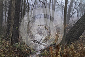 Forest in fog, tangled wilderness woodland off the beaten path